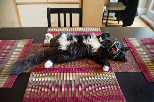 Cute and funny 7 month’s old female cat yawning on table resting on its back, showing belly. Horizontal indoors full length shot with copy space. No people.