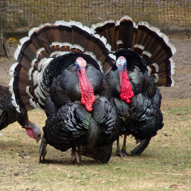 istock Male turkeys showing off 1303884785