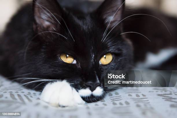 Cat Resting On Bed Closeup Stock Photo - Download Image Now - Black Color, Cute, Domestic Cat