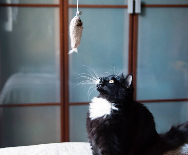 Cat playing with toy fish on bed. Cute and funny 7 month’s old female tuxedo cat playing with toy fish on bed. Square indoors close-up shot with copy space. No people. tuxedo cat stock pictures, royalty-free photos & images