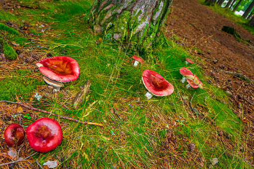 Red toadstool fly agaric in the forest in Norway.