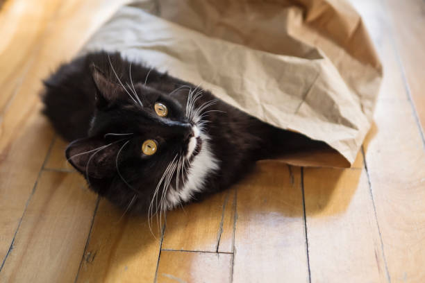 istock Cat getting out of paper bag. 1303886018