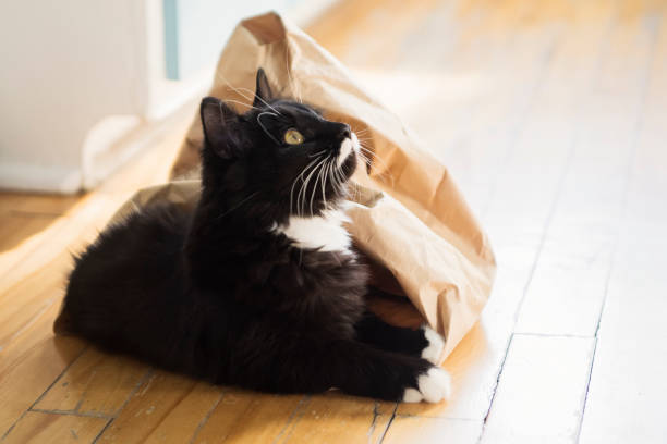 istock Cat getting out of paper bag. 1303886034