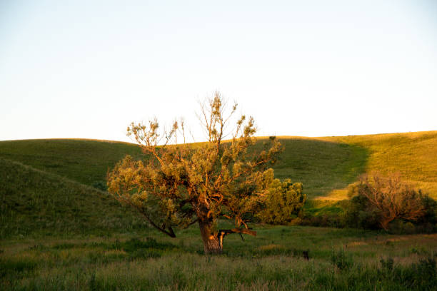 Spring Singular Tree 230+ Singular Element Stock Photos, Pictures & Royalty-Free Images - iStock