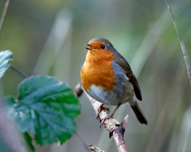 istock Eurasian robin in the woods 1303886935