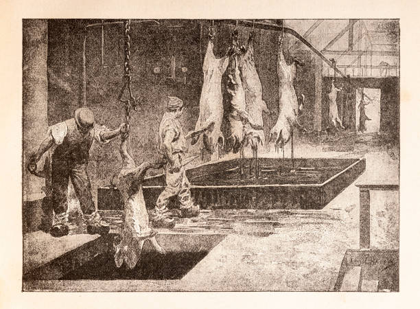 Men working at slaughterhouseArmour & Company was an American company and was one of the five leading firms in the meat packing industry. It was founded in Chicago, in 1867, by the Armour brothers led by Philip Danforth Armour. By 1880, the company had become Chicago's most important business and had helped make Chicago and its Union Stock Yards the center of America's meatpacking industry.Original edition from my own archivesSource : Vida en America 1899