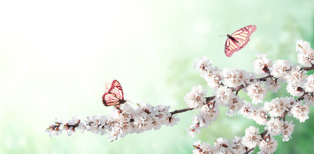 istock Horizontal spring banner with sakura flowers  and two butterflies 1303887291