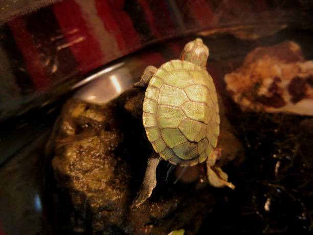 istock Small baby turtle basking on a stone with one leg raised in air 1303887674