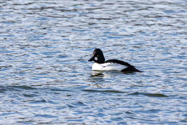 istock The common goldeneye (Bucephala clangula). Sea ducks during migration on the river. 1303887750