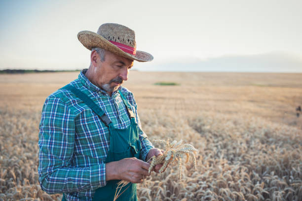 istock Senior farmer examining wheat crop plants. 1303889583