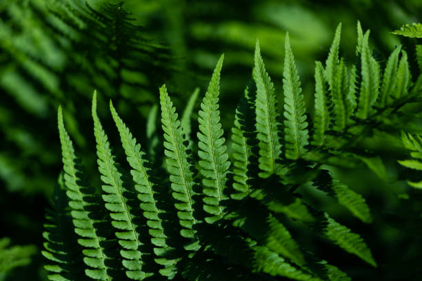 istock Fern leaves grow in the forest. 1303890004