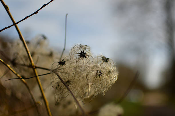 Pollen at the end of winter, leafless tree