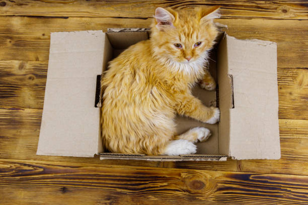 istock Ginger cat in cardboard box on wooden background 1303890963