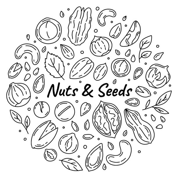 아이콘의 너트 와 씨앗 선형 세트, 낙서 스타일 - nut spice peanut almond stock illustrations