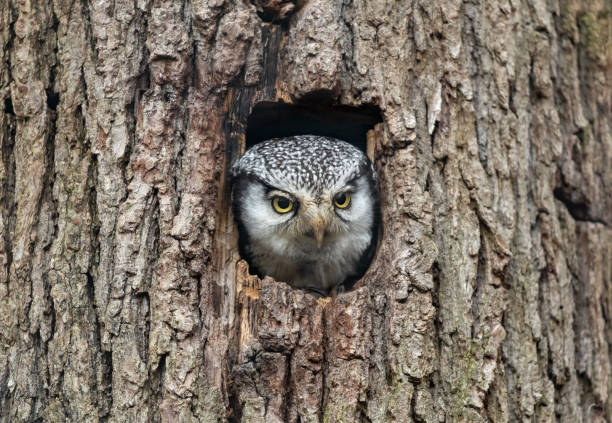 coruja-do-norte - northern hawk owl - fotografias e filmes do acervo