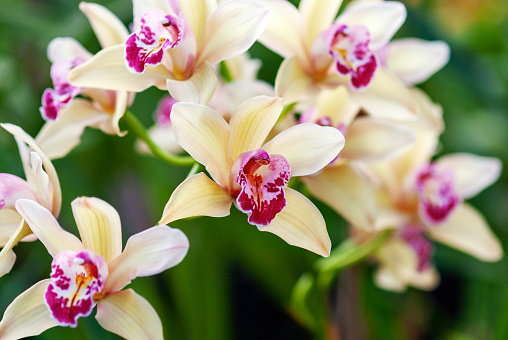 Beautiful oriental orchid flowers in botanical garden, closeup Cymbidium orchid photo