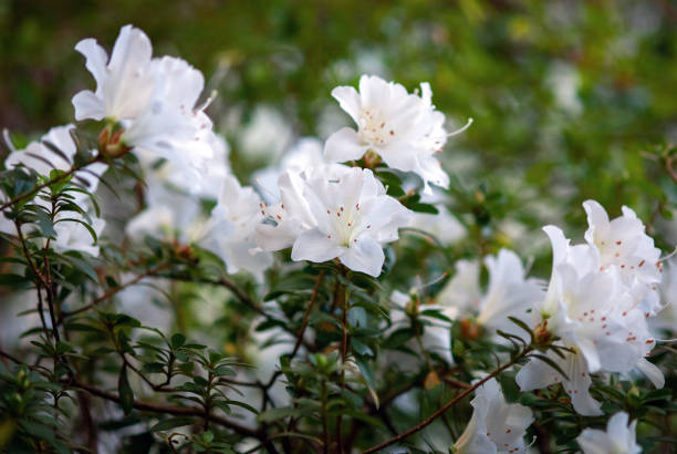 istock White azalea flowering in early spring 1303892279