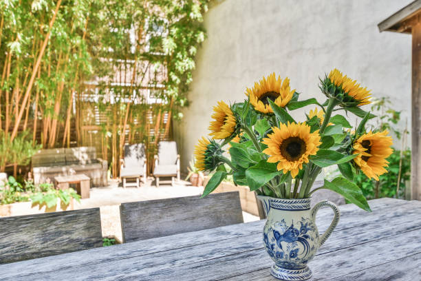 Stock photo of dwarf sunflowers in group with multi blooms, yellow petals, flowerbuds and black seed heads in flower pots, short small sunflower plants for sale at supermarket garden centre, Helianthus annuus cultivar growing as annual summer pot plants