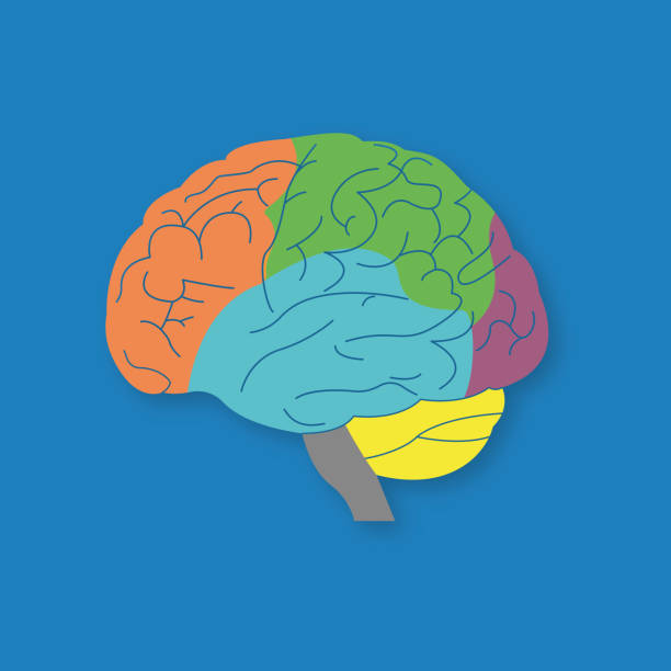 ilustrações de stock, clip art, desenhos animados e ícones de parts of human brain. section of central nervous system. brain cns. brain cortex lobes side view. vector - parietal lobe