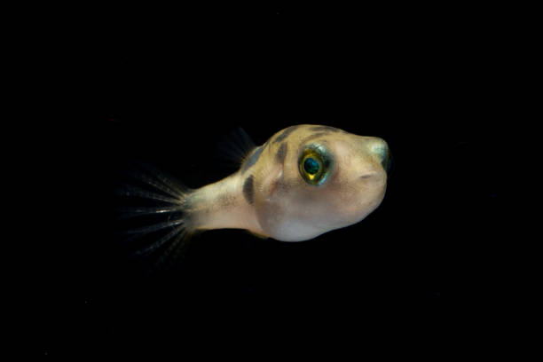 Freshwater pufferfish (Tetraodontidae ) in black background