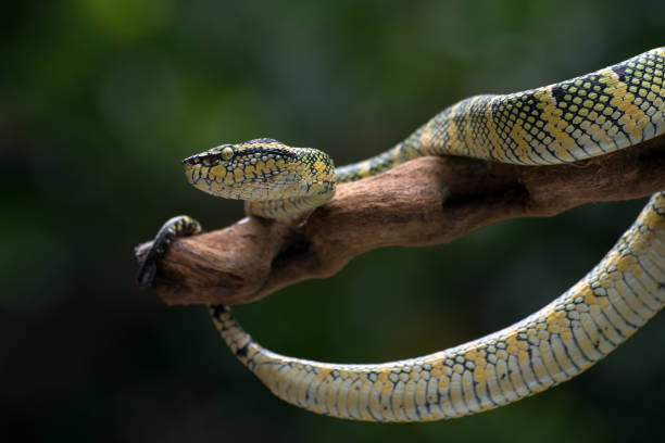 istock Wagler's pit viper on the tree branch 1303893586