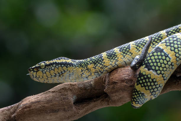 istock Wagler's pit viper on the tree branch 1303893597