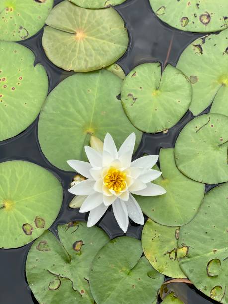 istock Among the Lilypads 1303894655