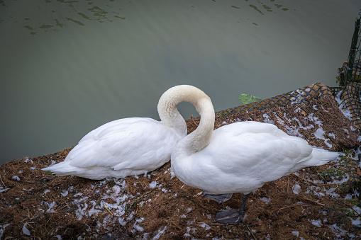 Paris, France - 02 14 2021: Villette Canal district. Couple of swans in love from the Ourcq canal