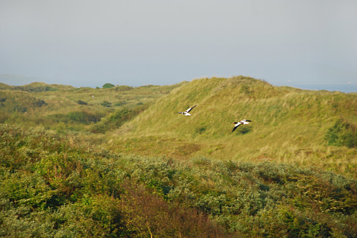 Springtime on Schiermonnikoog; Two shelducks flying over a sand dune.