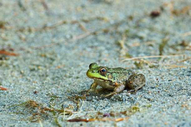 Bullfrog Babies A very young bullfrog on sand. bullfrog photos stock pictures, royalty-free photos & images