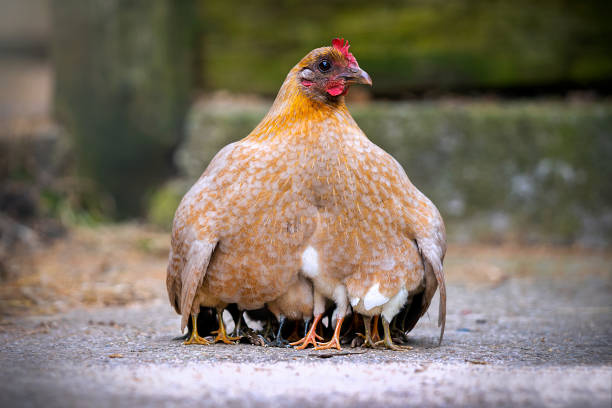 gallina madre pollo con lindas polluelos pequeños todos protegidos bajo sus alas manteniendo caliente al aire libre - pollito fotografías e imágenes de stock