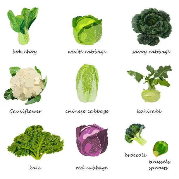 Vector illustration of Kinds of cabbage. White, red, savoy, chinese, curly cabbage. Bok choy. Kale. Broccoli. Brussels sprouts. Kohlrabi. Cauliflower. Vector illustration