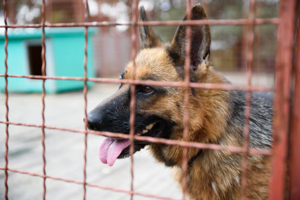 istock Dog portrait behind fence 1303900099