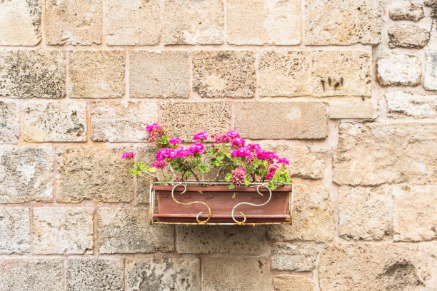 istock Pink flowers in an outdoor plastic planter against a plain old stone wall 1303900412