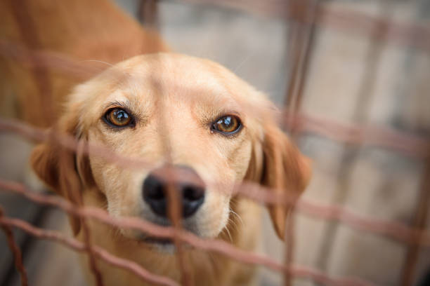 istock Dog portrait behind fence 1303900443