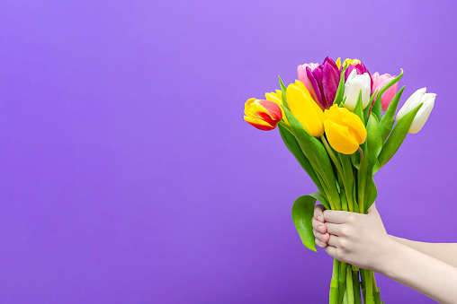 A bouquet of tulips in the hands of a purple background, the boy gives a bouquet of tulips. Congratulations on the holiday, March 8, Valentine's Day or birthday. Copy space