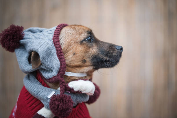 istock Dogs from the shelter posing in costumes 1303900559