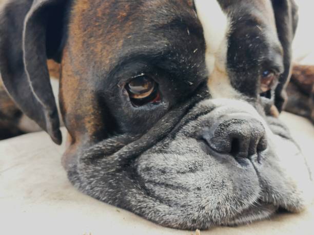 istock Portrait of a dog 1303900806