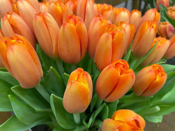 istock bouquet of  fresh tulips 1303904703