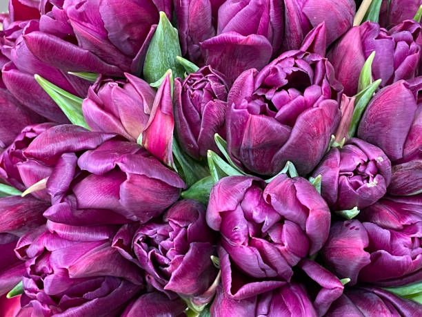 istock bouquet of  fresh tulips 1303904768