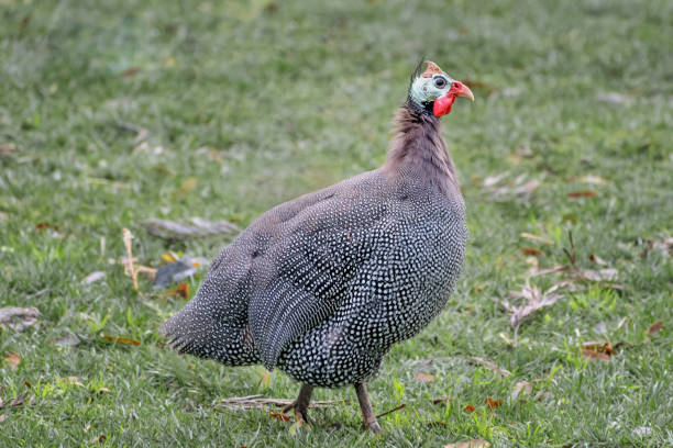 istock Helmeted guineafowl on the field 1303905673