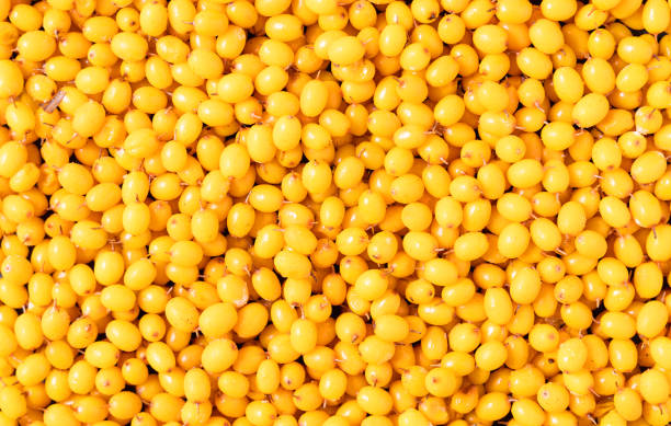 istock Frozen yellow buckthorn berry background. 1303905755