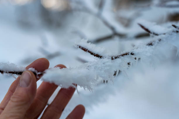 Female hand holding frozen beech tree branch covered with frozen snow against  white winter forest.