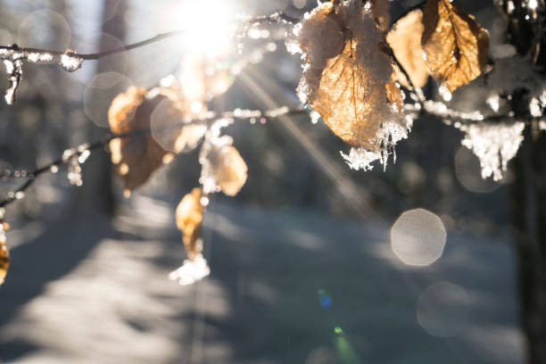 Frozen beech leaves, back lit, against strong sunlight,  Idyllic winter forest. Lens flare.