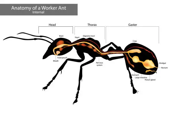 Vector illustration of Internal Ant Anatomy. Characteristics Common to all Ants