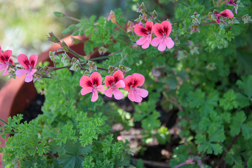 Beautiful small pink blossoms, plant in bloom, green leaves background