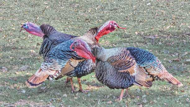 istock Wild turkeys, upland ground birds, on the field 1303908649