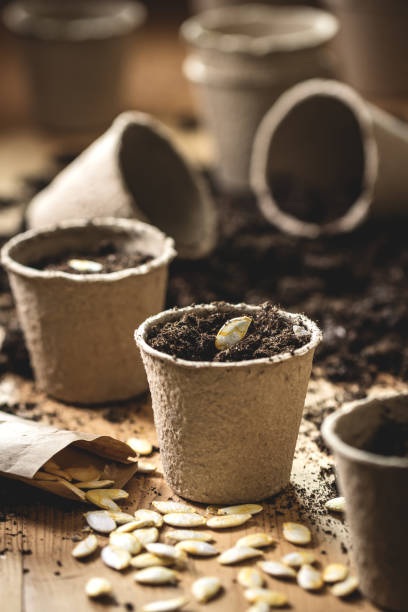 istock Planting seeds into peat pot on table 1303909677