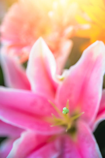 Bud of a pink flower growing in spring, China