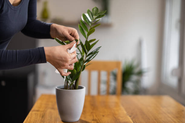 istock Woman using Wipes at home to clean plants 1303911590